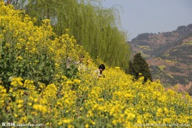 油菜花