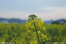 油菜花