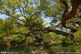 婺源风光