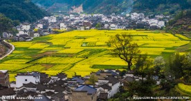 婺源风光