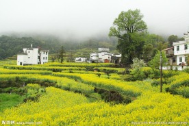 婺源风光