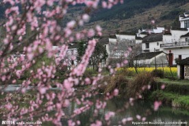 婺源桃花
