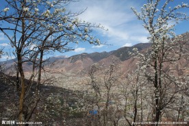 梨花山谷