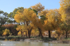 胡杨林
