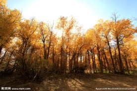 胡杨林素材