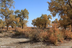 胡杨林