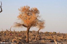 胡杨林