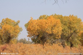 胡杨林