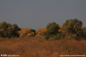 胡杨林