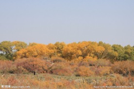 胡杨林