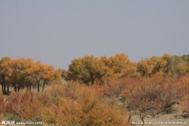 胡杨林