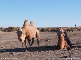 骆驼