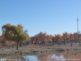 胡杨林