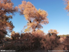 胡杨林