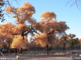胡杨林