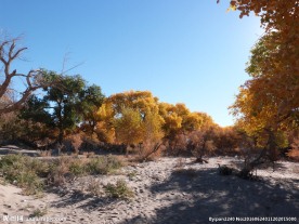 胡杨林