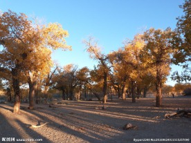 胡杨林