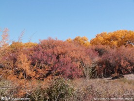 胡杨林