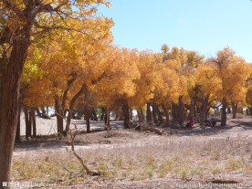 胡杨林