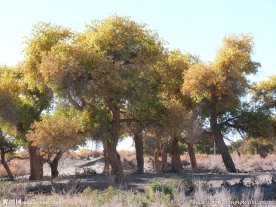 胡杨林
