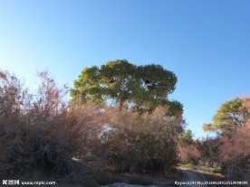 胡杨林