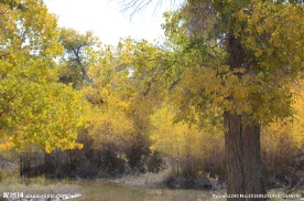 胡杨林