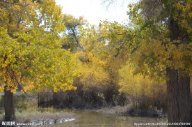胡杨林