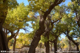 胡杨林