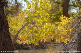 胡杨林