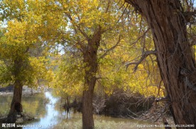 胡杨林