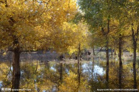 胡杨林