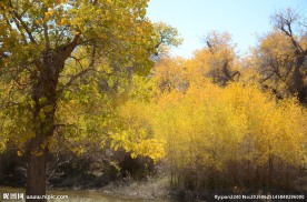 胡杨林