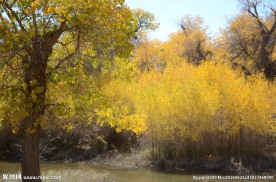 胡杨林