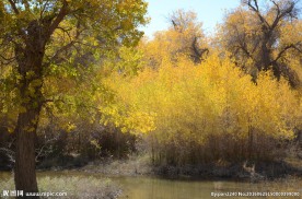 胡杨林
