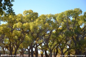 胡杨林