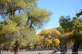 胡杨林