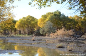 胡杨林