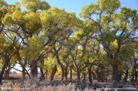 胡杨林