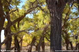 胡杨林