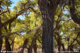 胡杨林