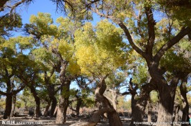 胡杨林