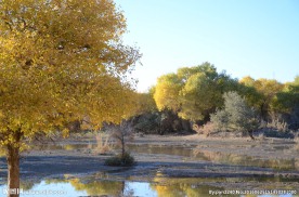 胡杨林