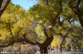 胡杨林