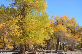 胡杨林