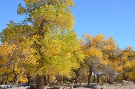 胡杨林