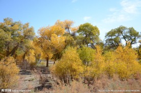 胡杨林