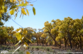 胡杨林