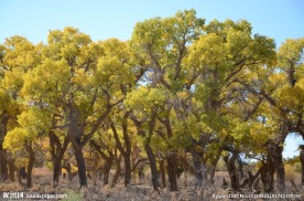 胡杨林