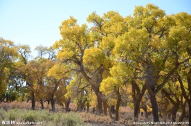 胡杨林