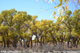 胡杨林